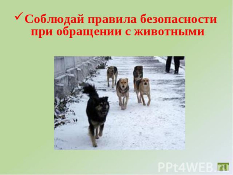 Безопасность с животными.